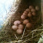 Silky chicken nest and eggs