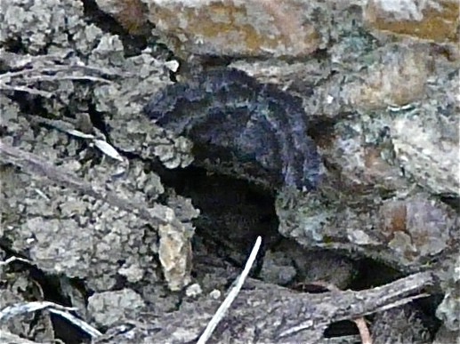 Black-banded owlet moth