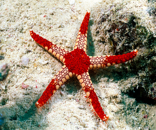 【免費個人化App】Starfish Live Wallpaper-APP點子