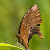 Common Palmfly Butterfly