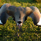 Southern Lapwing