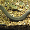 Caecilian