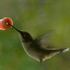 Ruby-throated Humming bird (male & female)
