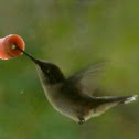 Ruby-throated Humming bird (male & female)