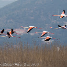 Greater Flamingo; Flamenco