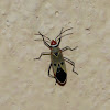 Unknown Cotton Stainer Bug