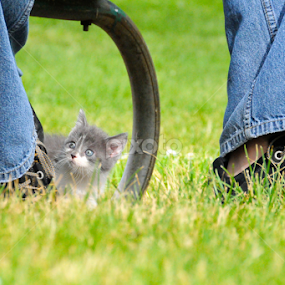 by Renee Yohe - Animals - Cats Kittens