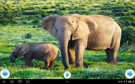 【免費音樂App】最佳動物聲音-APP點子