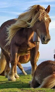 Free Horse Wallpapers APK for Android