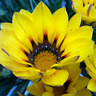 Gazania