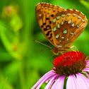 Great Spangled Fritillary