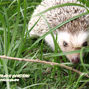 Four-toed Hedgehog (Domestic)