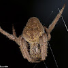 Garden Orb Weaving Spider