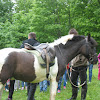bosnian ponny/ bosanski brdski konj