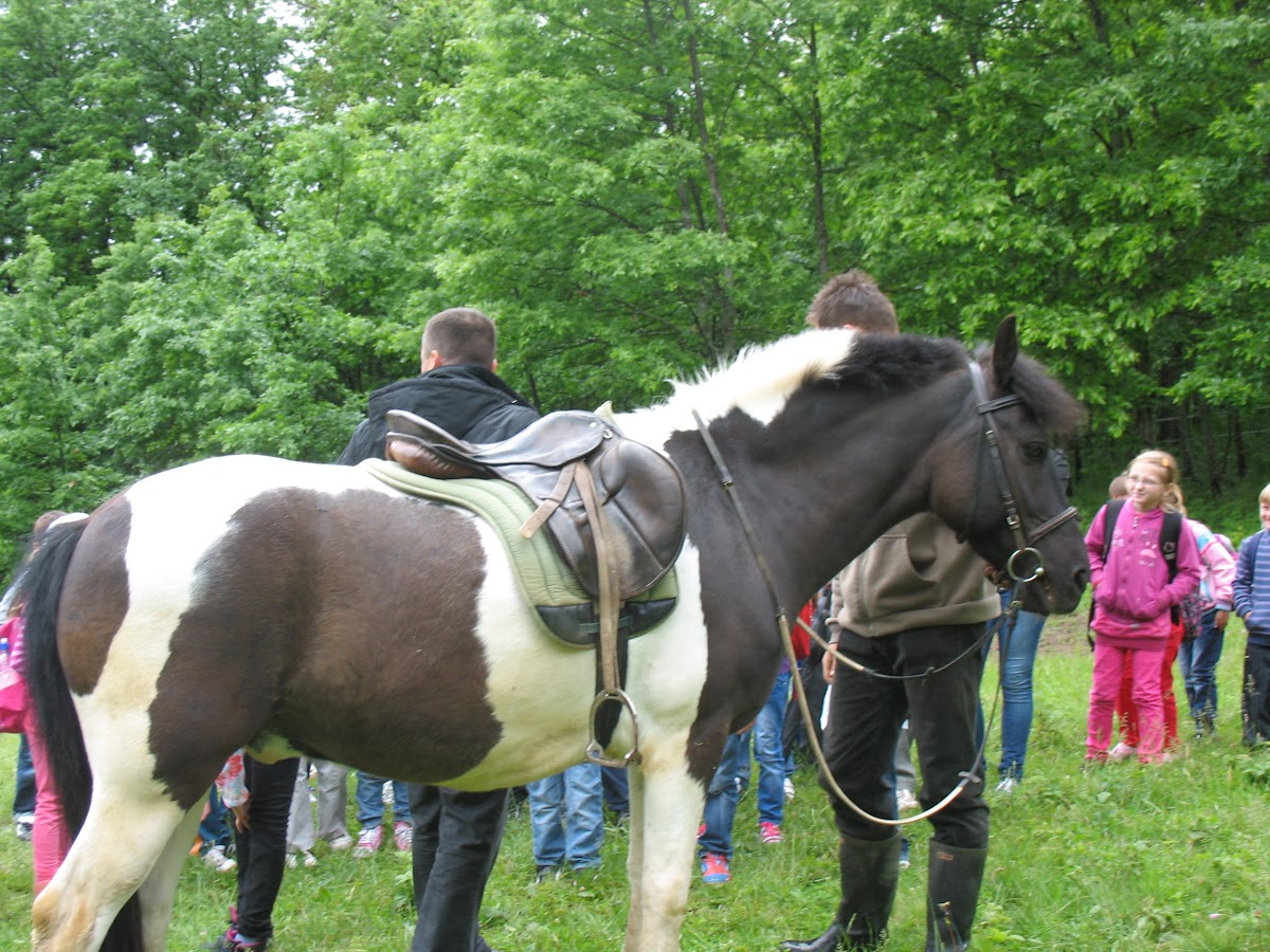 bosnian ponny/ bosanski brdski konj