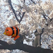 Bee Dance with Sakura
