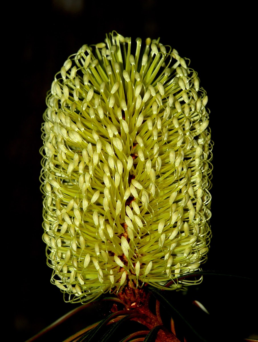 Northern Banksia