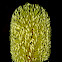 Northern Banksia