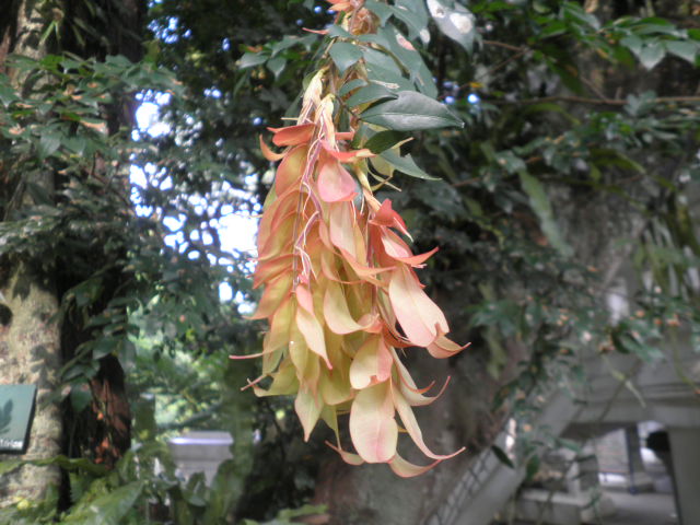 Cynometra Manii Oliv Caes Sapu Tangan tree Cynometra Manii Oliv Caes Sapu Tangan tree