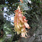 Cynometra Manii Oliv ( Caes ) / Sapu Tangan tree ( indonesia )