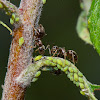 Ants + aphids