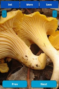 Free Mushrooms wallpapers APK for PC