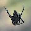 Orb Weaver Spider (male)