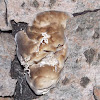 Fungus gnats