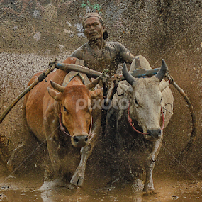 Pacu Jawi  by Edwin Prajusa - News & Events Sports