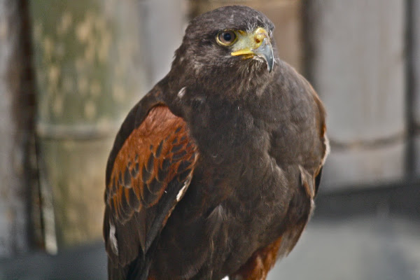 Brown Hawk | Project Noah