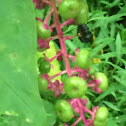 Pokeweed