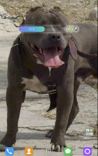 Pitbull Wallpapers Screenshots 7