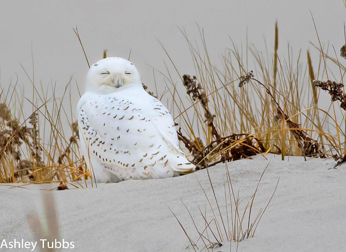 Snowy Owl