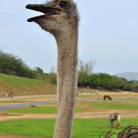 Ostrich