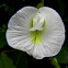White Butterfly Pea