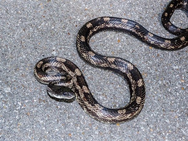 Gray ratsnake | Project Noah
