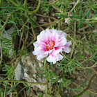 Moss-rose Purslane or Moss-rose