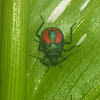 Florida predator stink bug