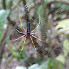 Black Wood Spider