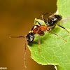 New York Carpenter Ant