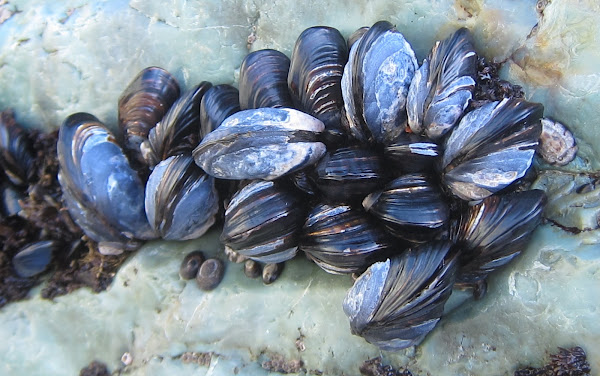 California Mussels | Project Noah