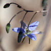 Dark flax lily