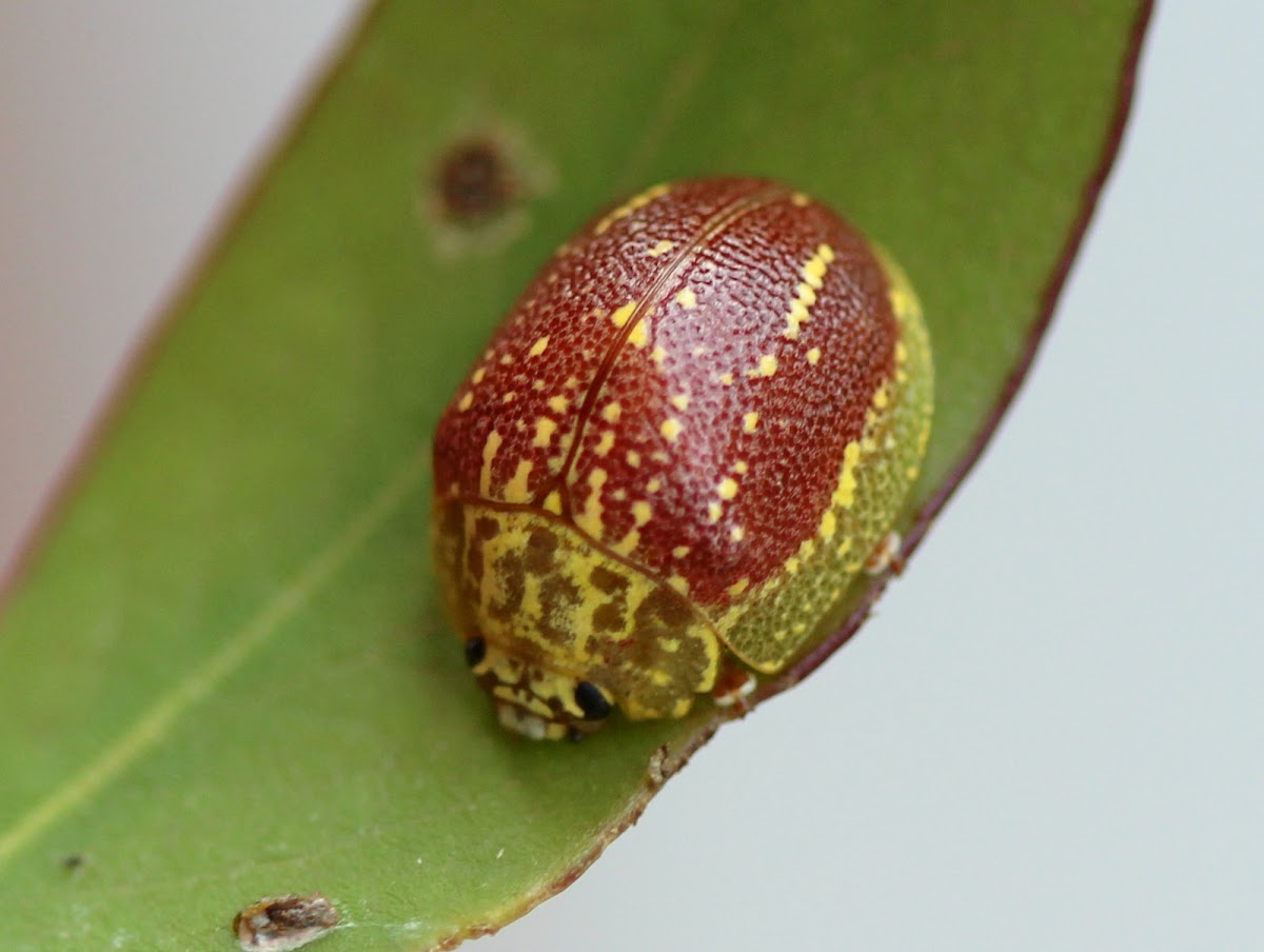 Golden beads tortoise beetle