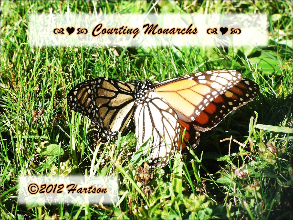 Monarch Butterflies Courting