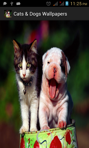 Cats Dogs Wallpapers