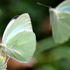 Sahyadri Albatross