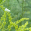 Green House Whitefly