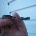 Northern Ring Neck Snake