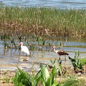 American White Ibis