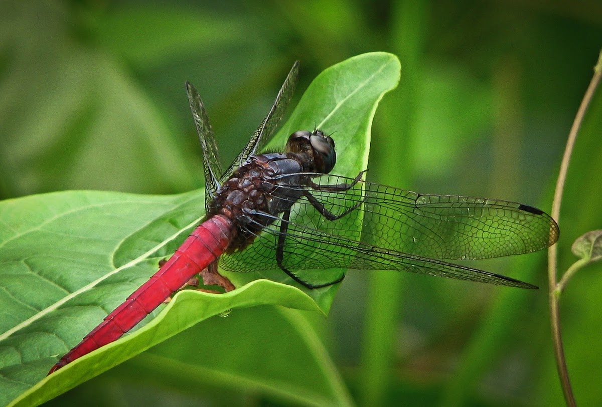 Dragonfly (Chatur)